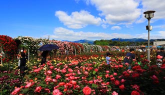 韩国.千万玫瑰花飘香，第9届世界玫瑰节开幕！